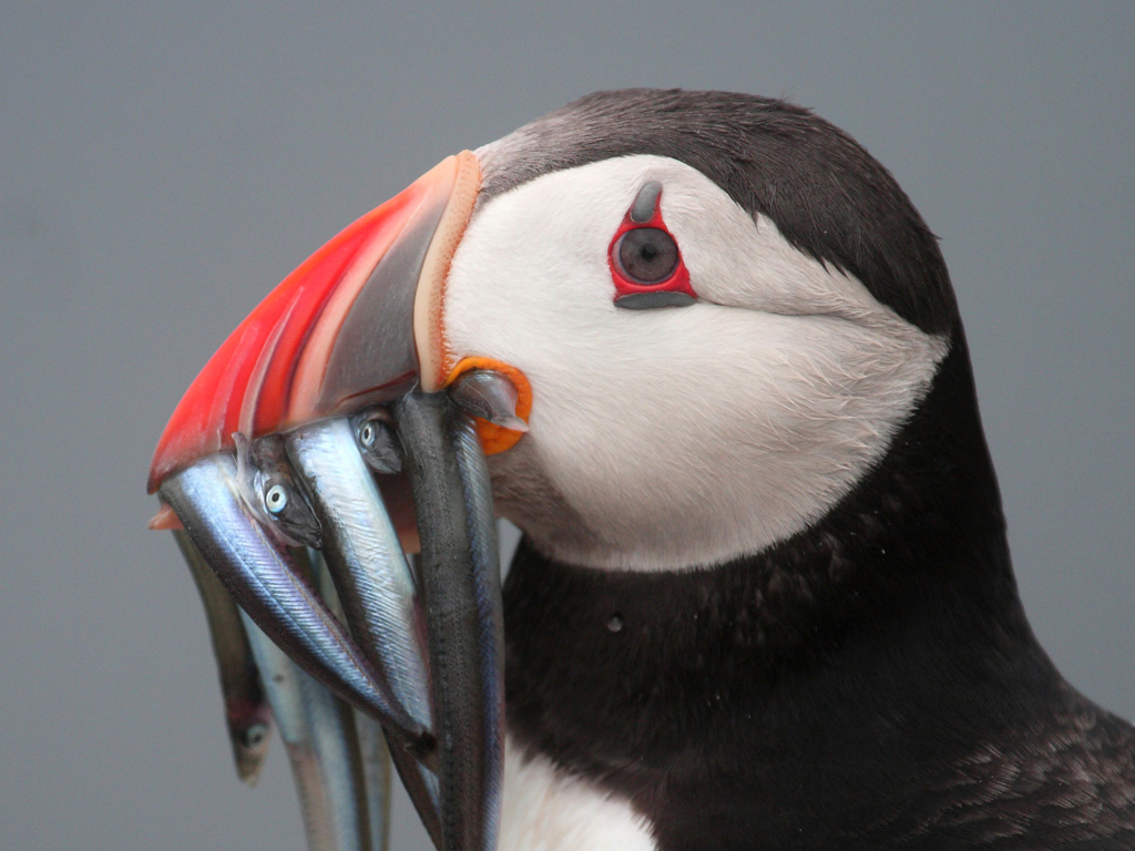 Puffin